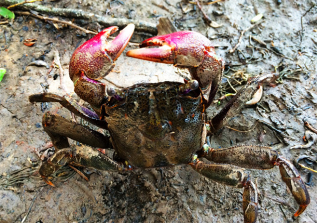 Ba khía muối - Hương vị thời khai hoang nghèo khó